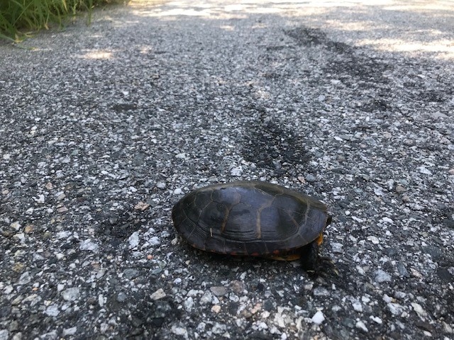 The Importance of Turtles - Best Buddies Challenge